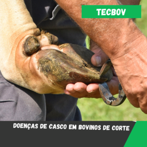 Doenças de casco em bovinos de corte