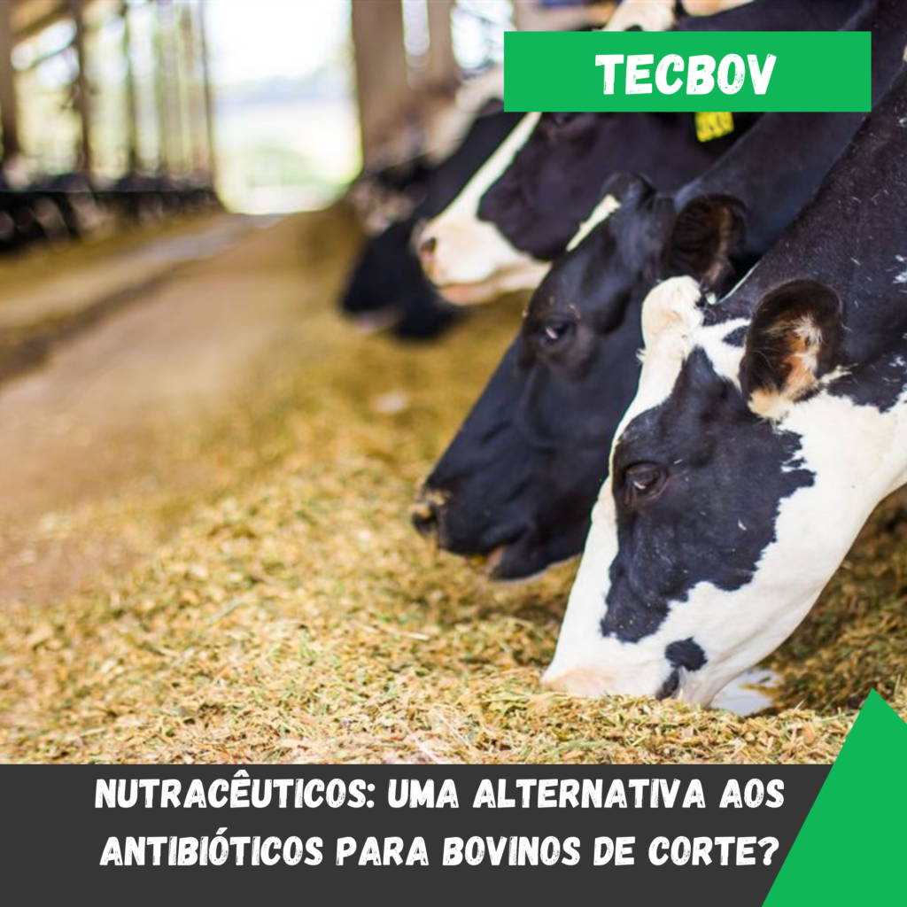 Nutracêuticos uma alternativa aos antibióticos para bovinos de corte