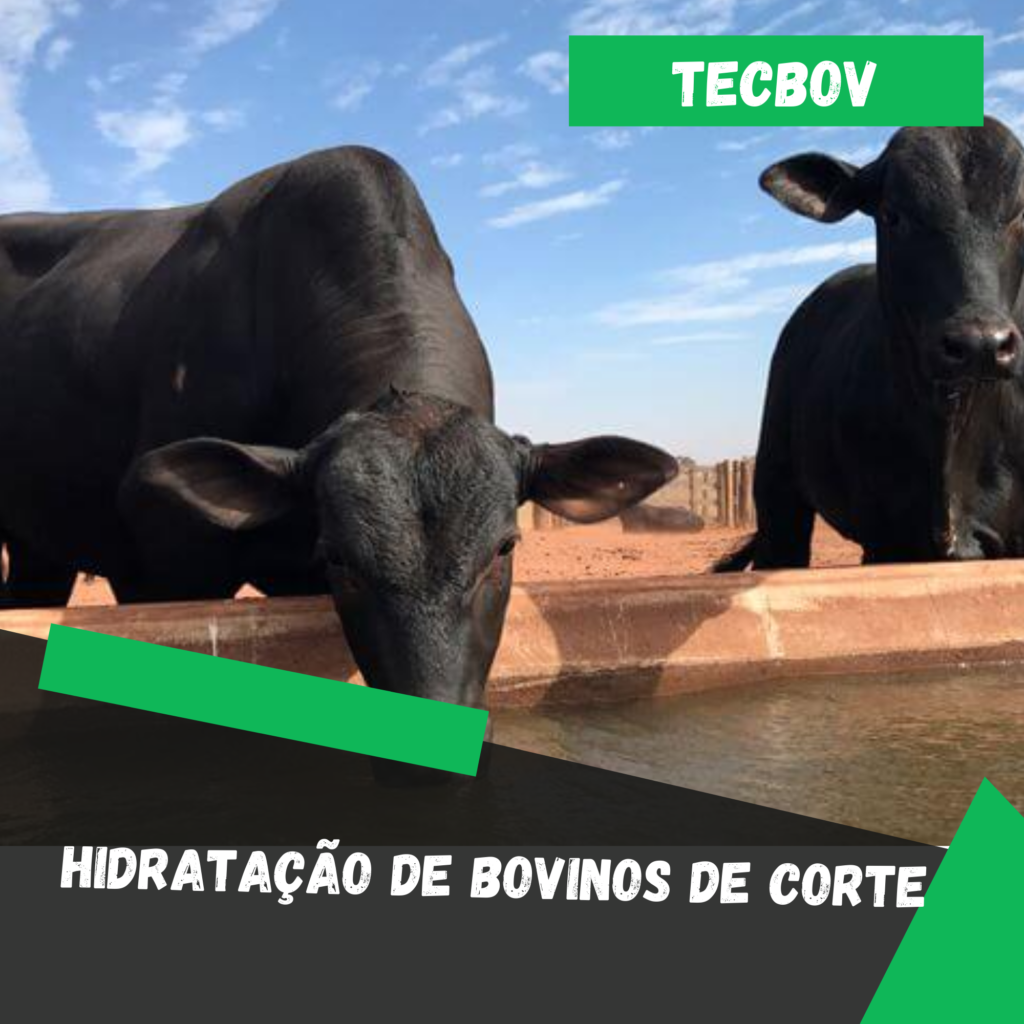 Hidratação de bovinos de corte