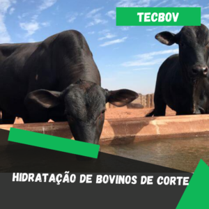 Hidratação de bovinos de corte