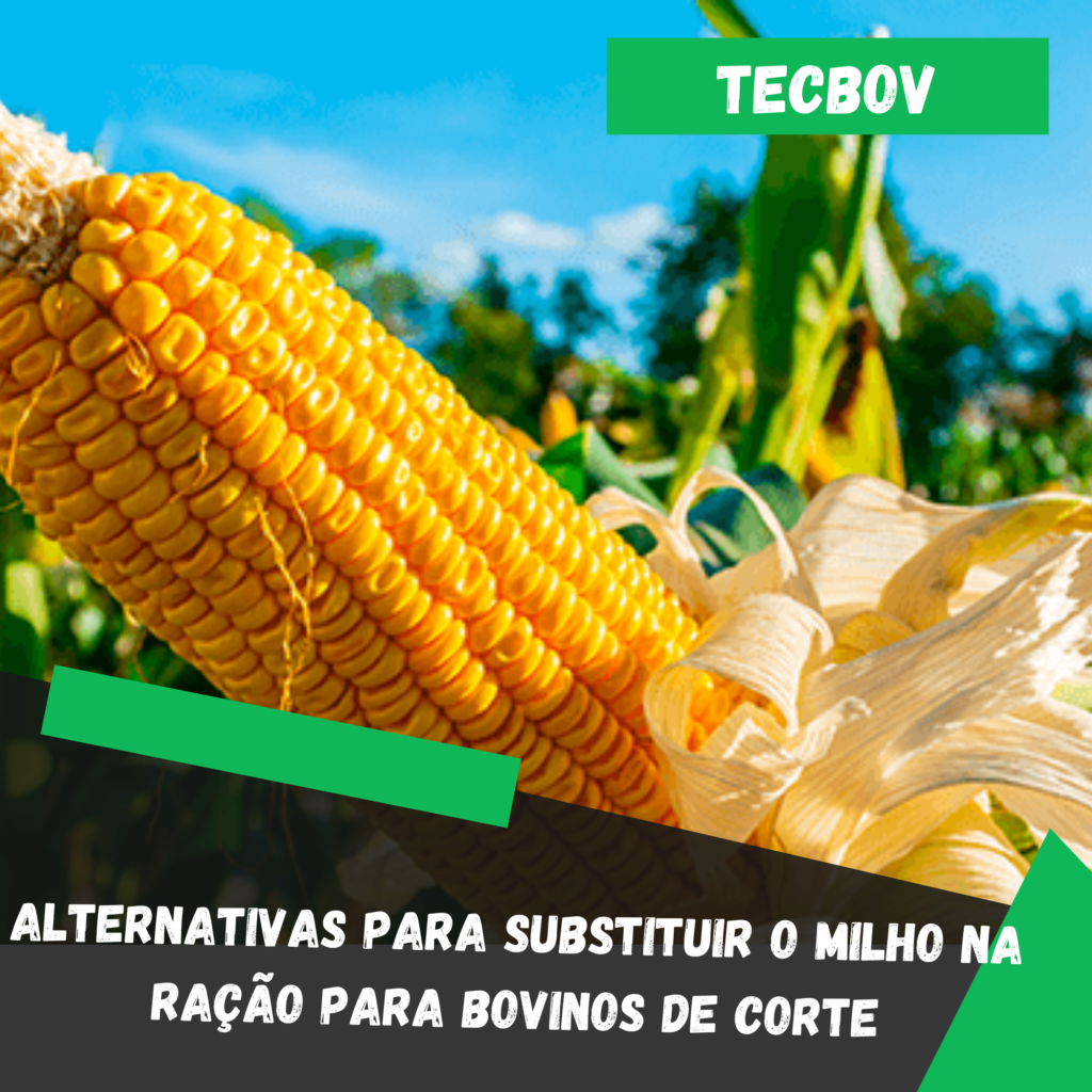 Alternativas para substituir o milho na ração para bovinos de corte