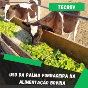 Uso da palma forrageira na alimentação bovina