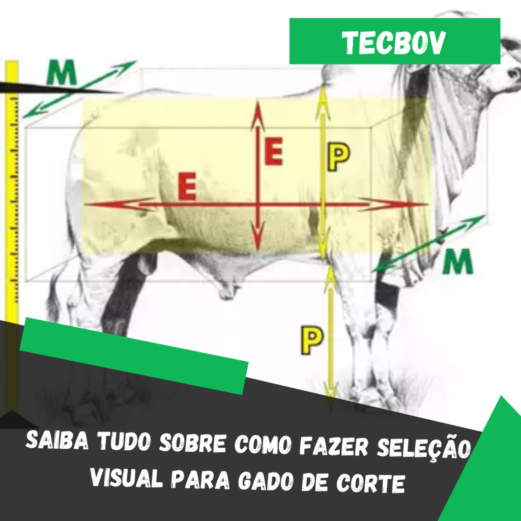 Saiba tudo sobre como fazer seleção visual para gado de corte