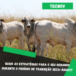 Quais as estratégias para o seu rebanho durante o período de transição seca-águas?