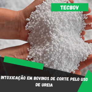 Intoxicação em bovinos de corte pelo uso de ureia