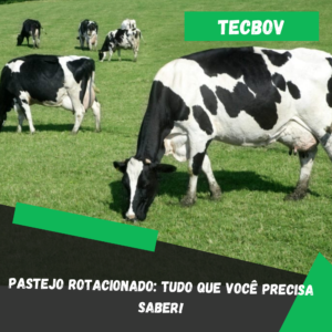 Pastejo Rotacionado: Tudo que você precisa saber!