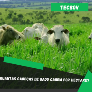 Quantas cabeças de gado cabem por hectare?