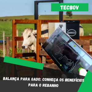 Balança para Gado: Conheça os benefícios para o rebanho