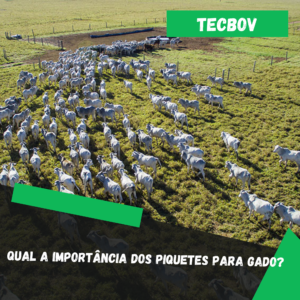 Qual a importância dos piquetes para gado