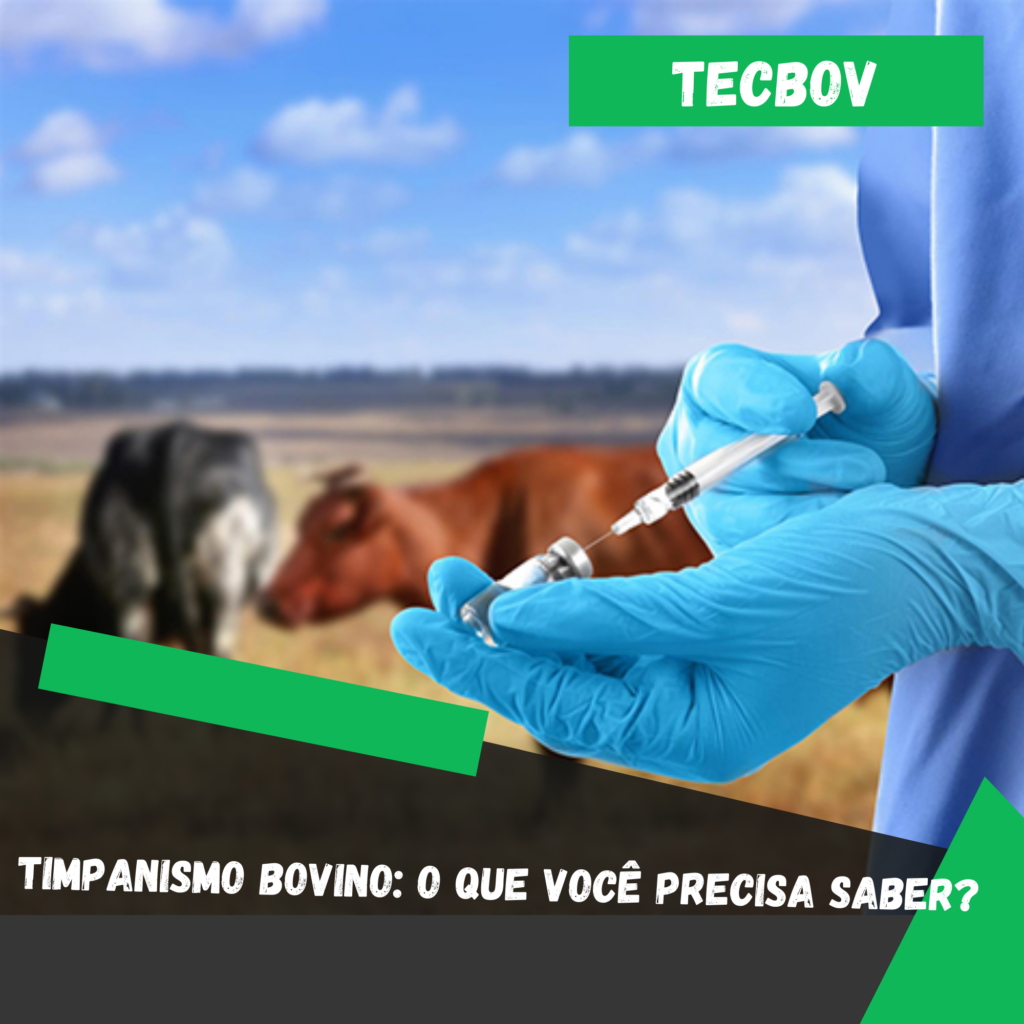 Timpanismo Bovino: O que você precisa saber?