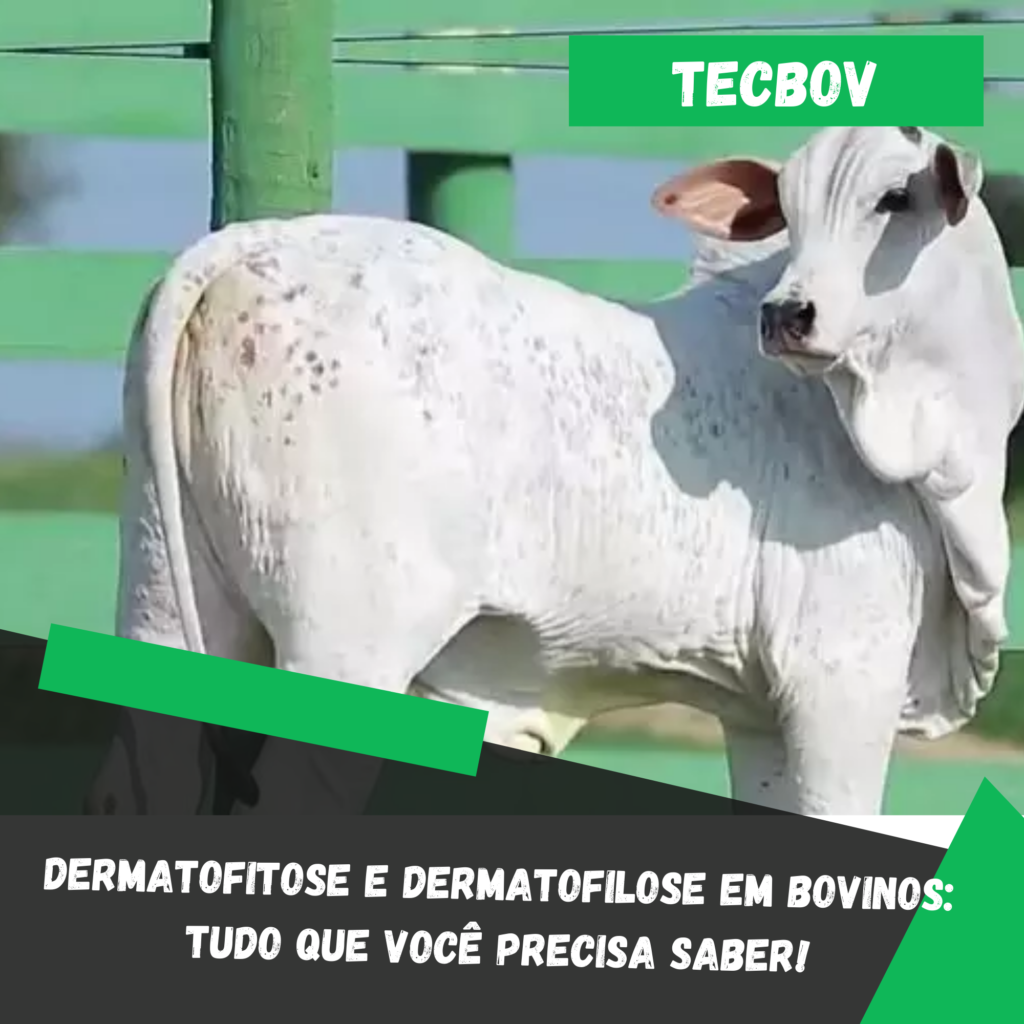 Dermatofitose e dermatofilose em bovinos: Tudo que você precisa saber!