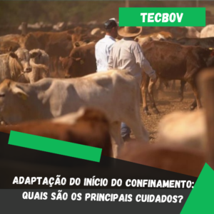 Adaptação do início do confinamento: Quais são os principais cuidados?