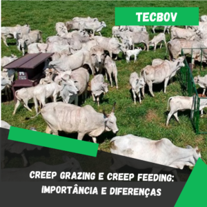 Creep grazing e creep feeding: importância e diferenças