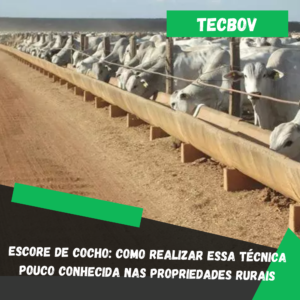 Escore de cocho: Como realizar essa técnica pouco conhecida nas propriedades rurais