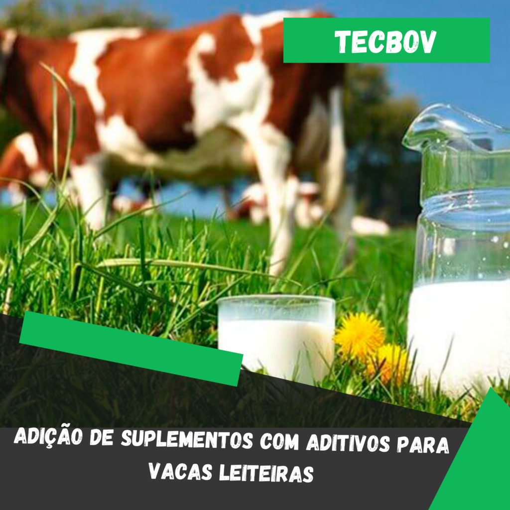 Adição de suplementos com aditivos para vacas leiteiras