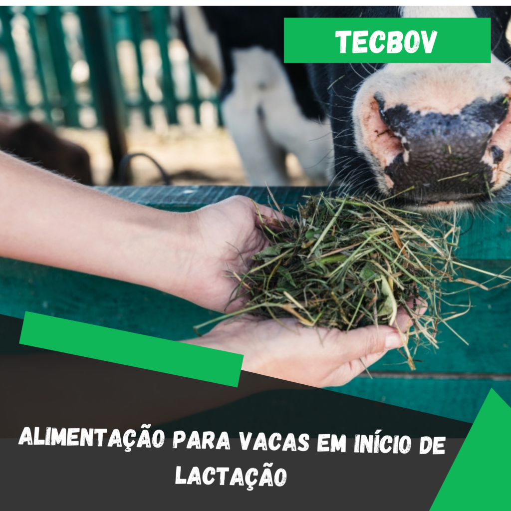 Alimentação para vacas