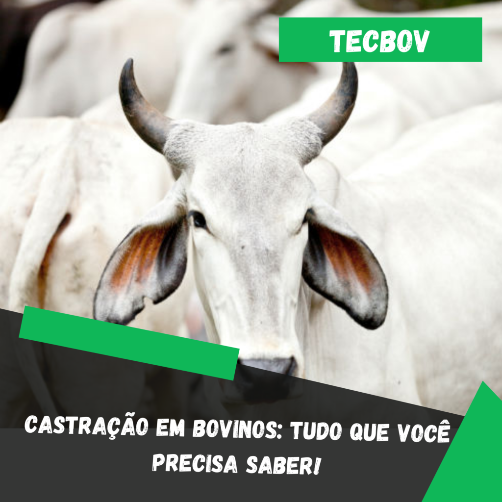 Castração em bovinos Tudo que você precisa saber!