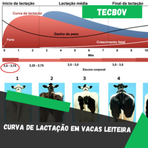 Curva de lactação