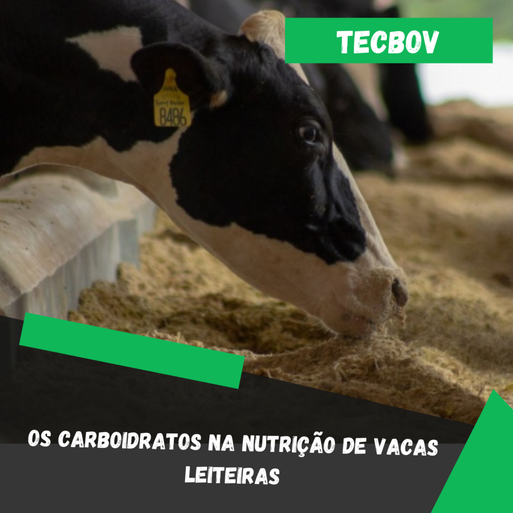 Os carboidratos na nutrição de vacas leiteiras