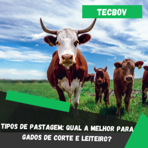 Tipos de pastagem qual a melhor para gados de corte e leiteiro