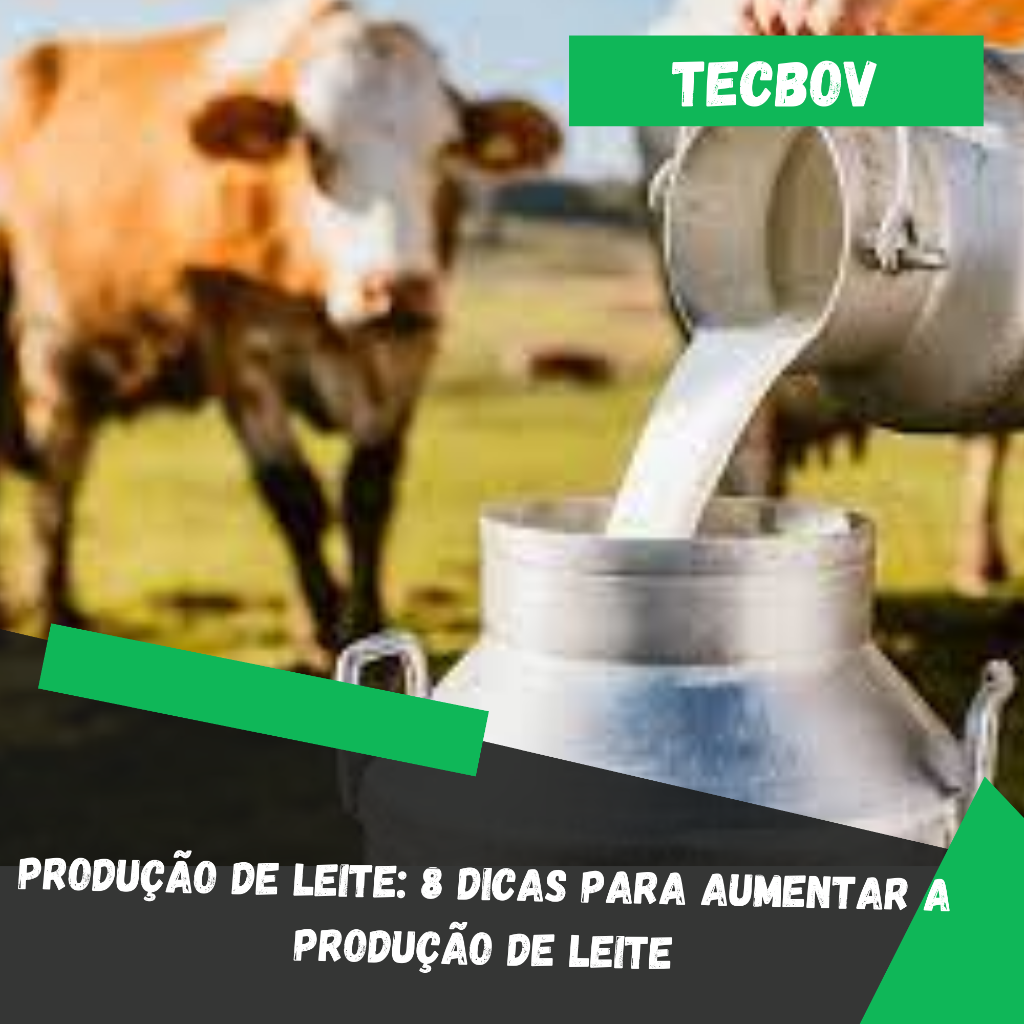 Produção de leite: 8 dicas para aumentar a produção de leite - Tecbov