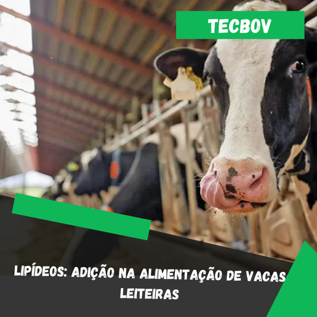 Lipídeos: Adição na alimentação de vacas leiteiras