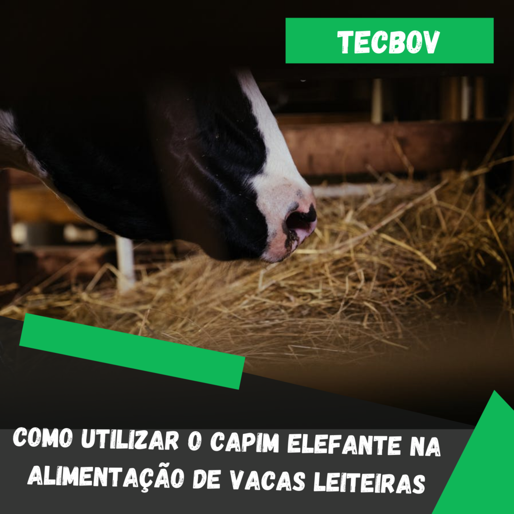 Como-utilizar-o-capim-elefante-na-alimentacao-de-vacas-leiteiras.