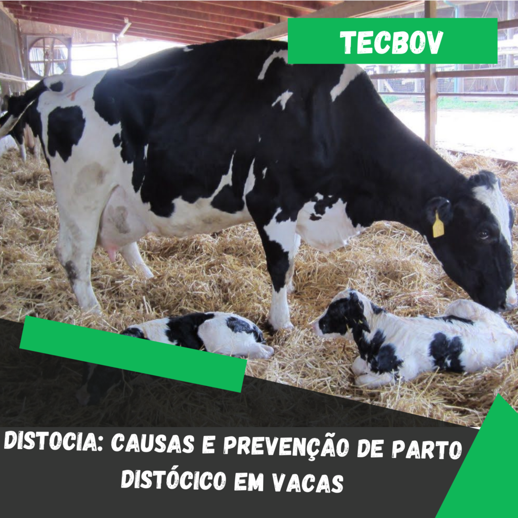 Distocia Causas e prevenção de parto distócico em vacas