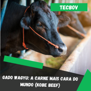 a carne mais cara do mundo