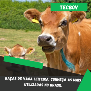 Raças de vaca leiteira Conheça as mais utilizadas