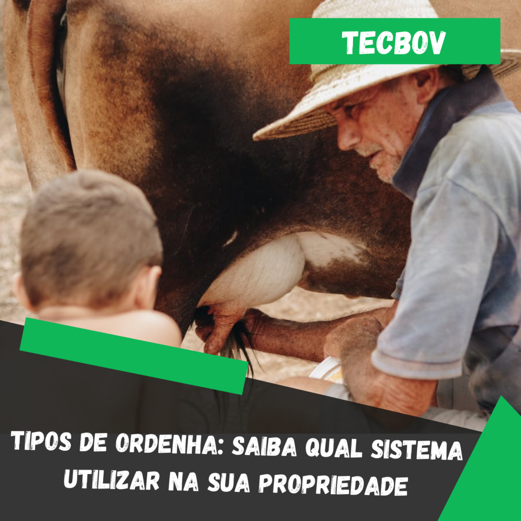 Tipos de ordenha saiba qual sistema utilizar na sua propriedade