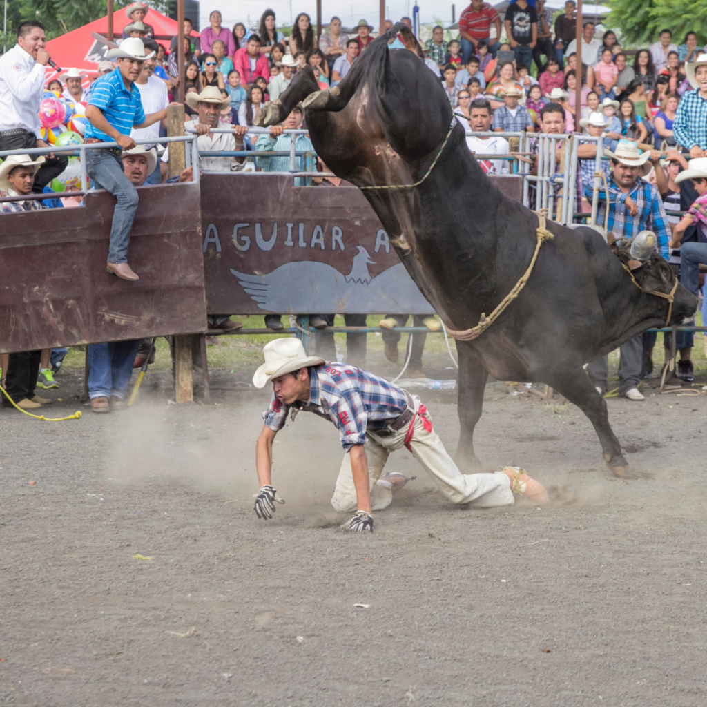 Touros enfrentam chutes e som alto em rodeios pequenos de São Paulo -  21/05/2018 - Cotidiano - Folha