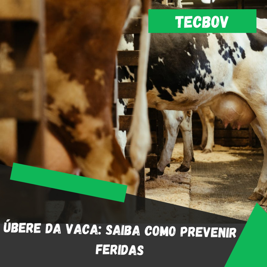 Ubere-da-vaca-saiba-como-prevenir-feridas