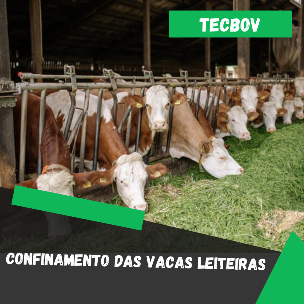 confinamento das vacas leiteiras