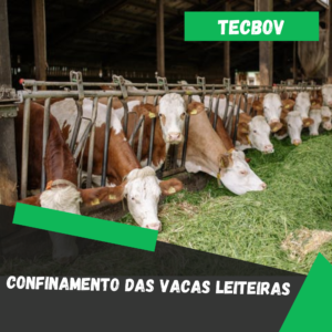 confinamento das vacas leiteiras
