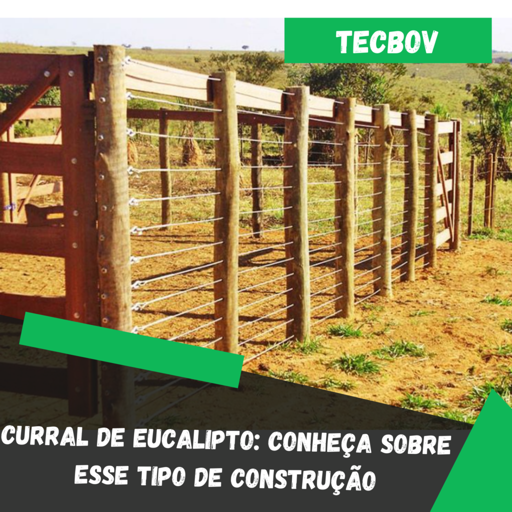 Curral de Eucalipto: Conheça sobre esse tipo de construção