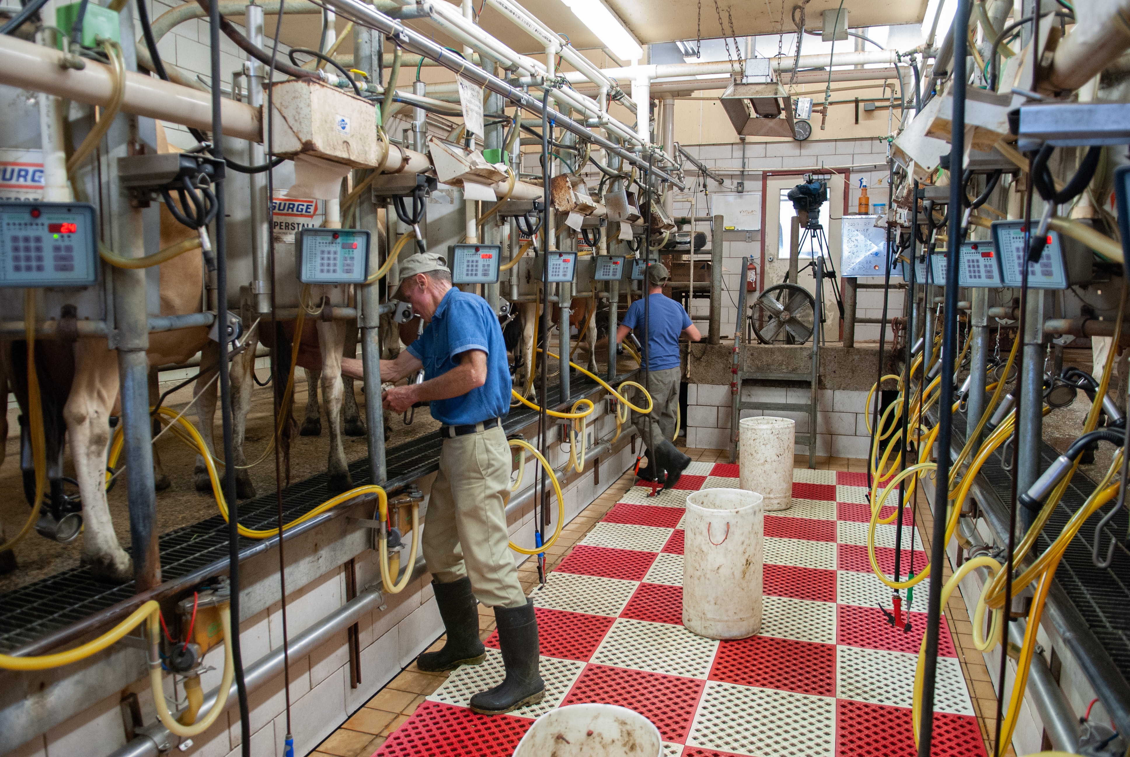 Nutrição de precisão o que é e como pode ajudar a ter eficiência na produção de leite