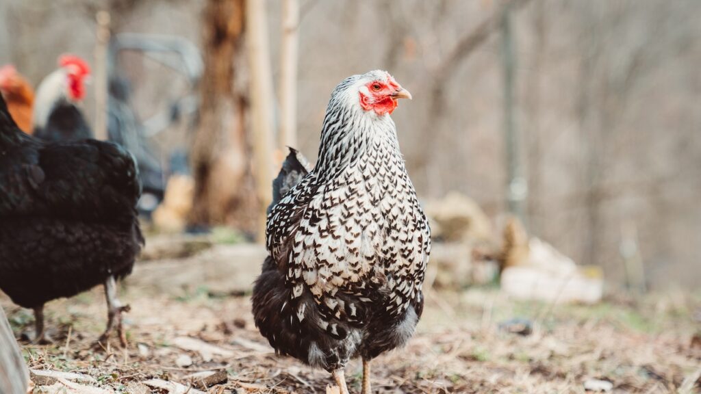 Uso de Aditivos na criação de frango de corte