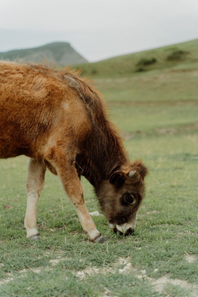 Vaca Holandesa Características e as práticas de criação