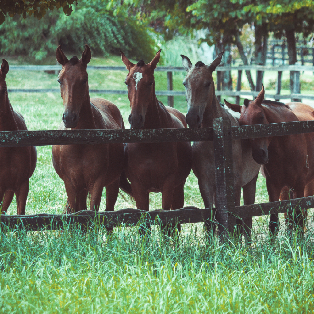 mormo preocupação dos criadores de cavalo