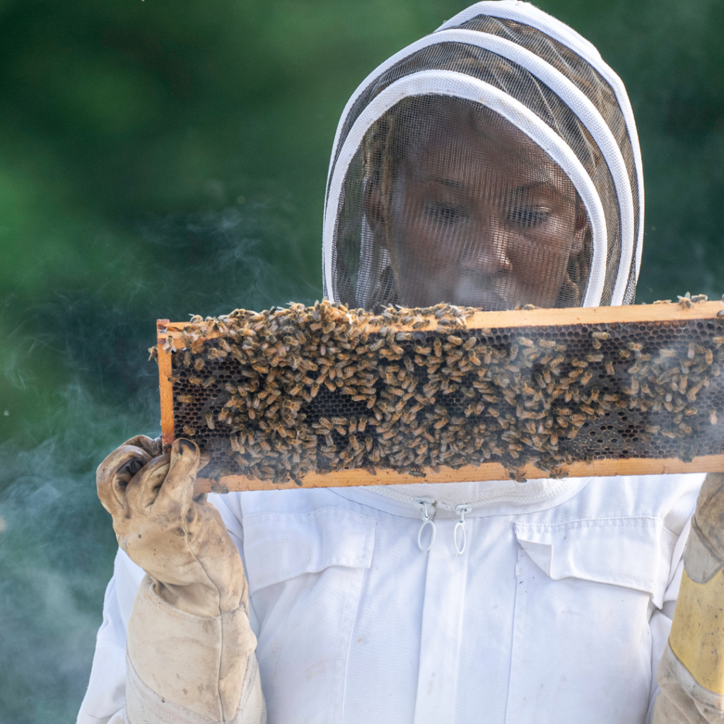 tudo sobre meliponicultura a criação de abelhas sem ferrão