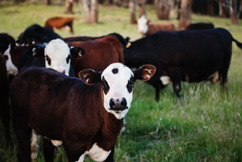 Ciclo Estral das Vacas Saiba a importância de monitoramento para a reprodução