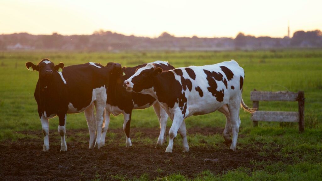 CowSignals Conheça sobre esse novo método para vacas leiteiras