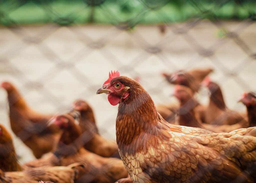 Imunonutrição em frangos de corte