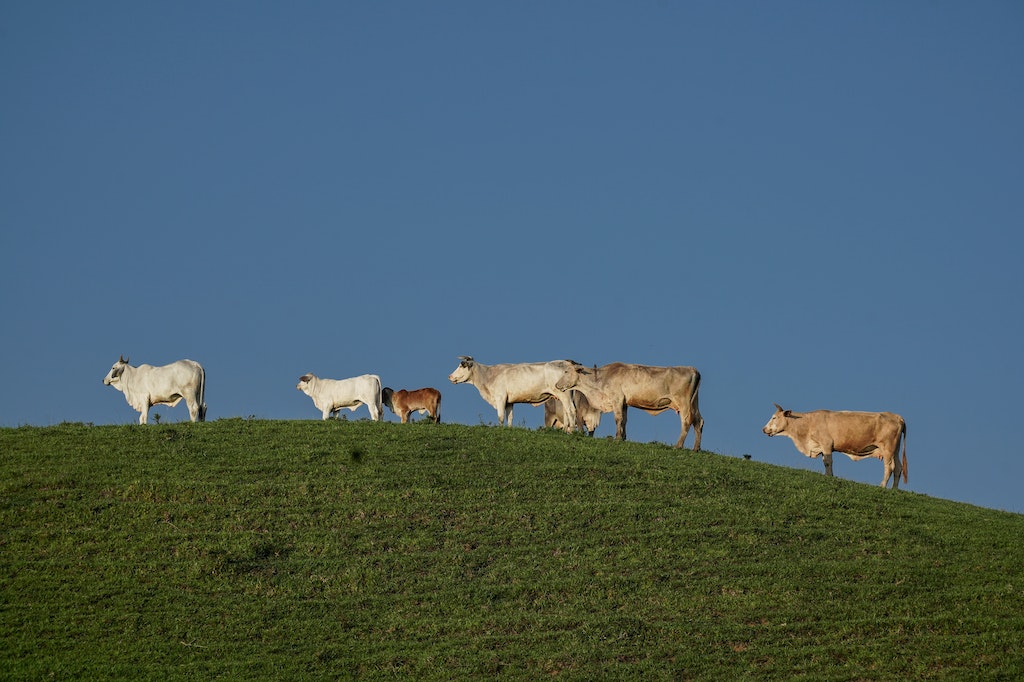 10 MEGATENDÊNCIAS para a pecuária bovina até 2040