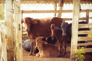 Cetose bovina Causas, sintomas e tratamento