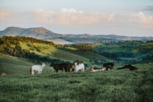 Como avaliar a saúde do gado  03 métodos para avaliar o estado sanitário dos animais.