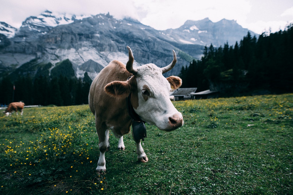 Conheça as principais doenças da bovinocultura leiteira