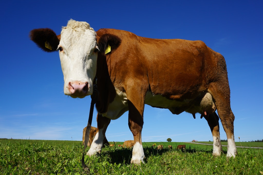 Periparto O período de maior importância para as vacas