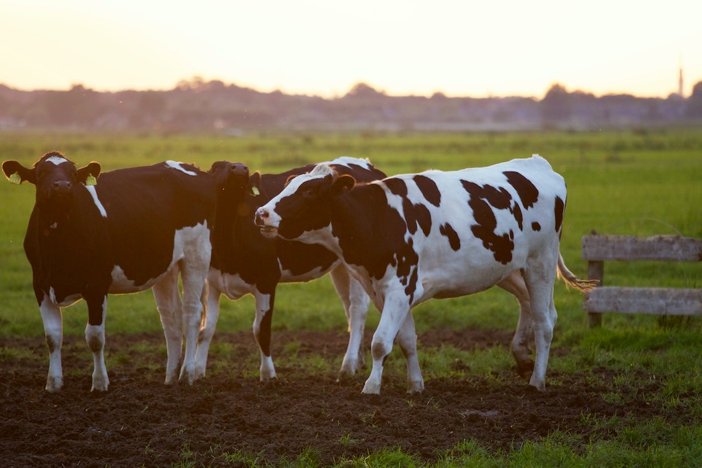 Retenção de placenta Como proceder em vacas leiteiras